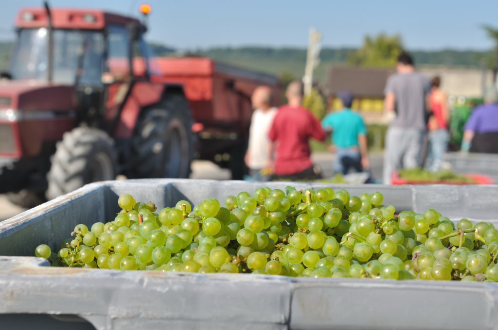 A crate of grapes in front of a tractor.