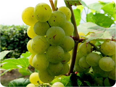 A bunch of white grapes on a vine.