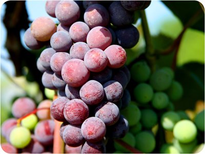 A close up of grapes on a vine.