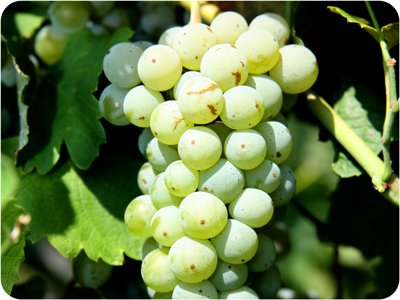 A bunch of white grapes on a vine.
