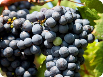 A close up of a bunch of black grapes.