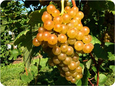 A bunch of grapes on a vine.