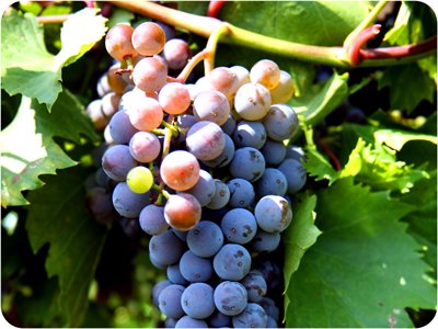 A bunch of grapes on a vine.