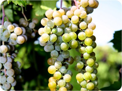 A bunch of white grapes hanging on a vine.