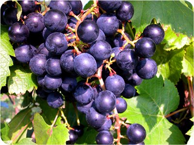 A bunch of grapes on a vine.