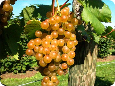 A bunch of grapes on a vine.