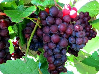 A bunch of grapes hanging on a vine.
