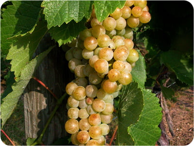A bunch of white grapes on a vine.