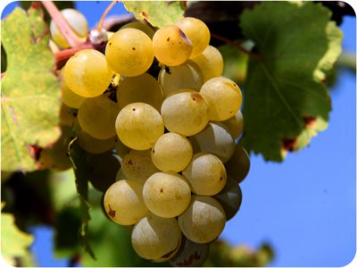 A bunch of white grapes on a vine.