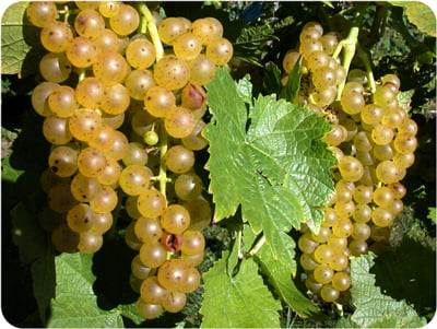 A bunch of white grapes on a vine.