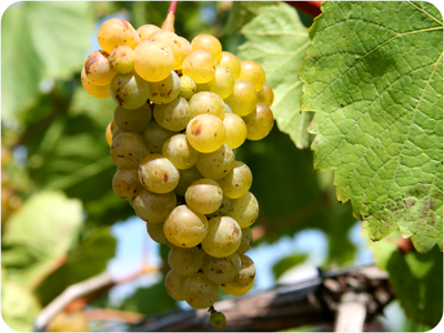 A bunch of grapes on a vine.