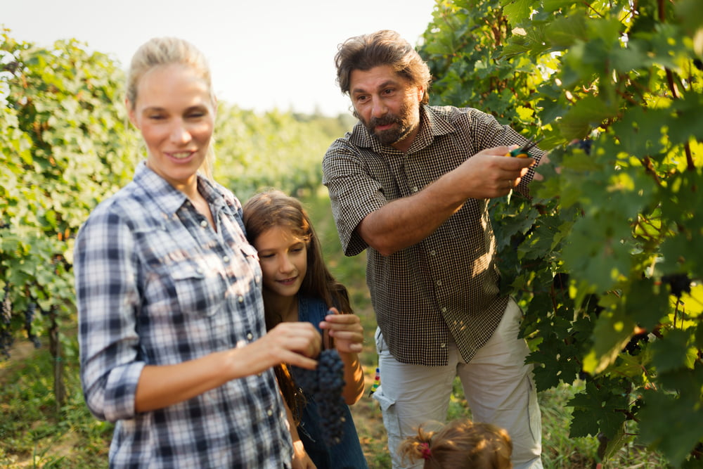 Wine,Grower,Family,Together,In,Vineyard Get ready to go to a vineyard where a family is picking grapes and tasting the delicious fruits.